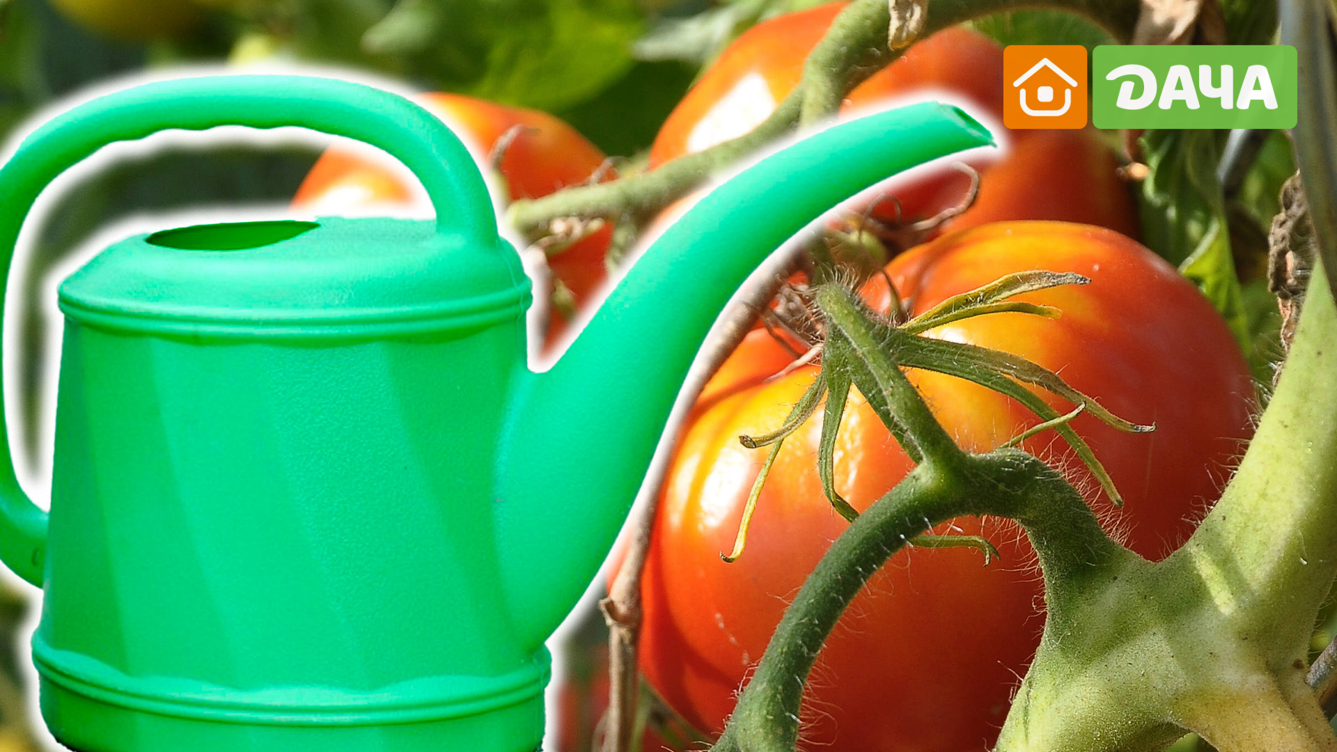 Вот как часто надо поливать помидоры, чтобы выросли мясистыми: вы удивитесь